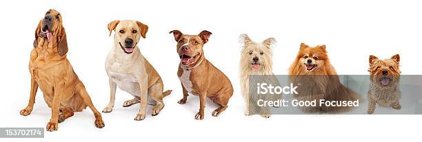 Group Of Common Breed Dogs From Large To Small Stock Photo - Download Image Now - Bloodhound, Canine - Animal, Cut Out