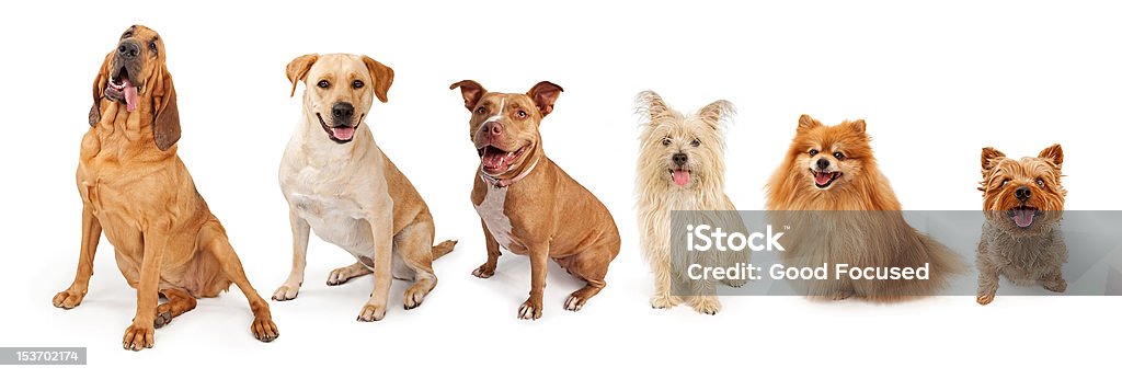 Grupa wspólne Rasa psów od dużych do małych - Zbiór zdjęć royalty-free (Bez ludzi)