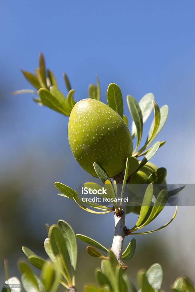 Closeup of an argan nut Closeup of an argan nut on branch with blue sky background. Argan Tree Stock Photo