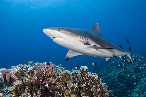 tubarão cinzento dos recifes - tubarão cinzento dos recifes imagens e fotografias de stock