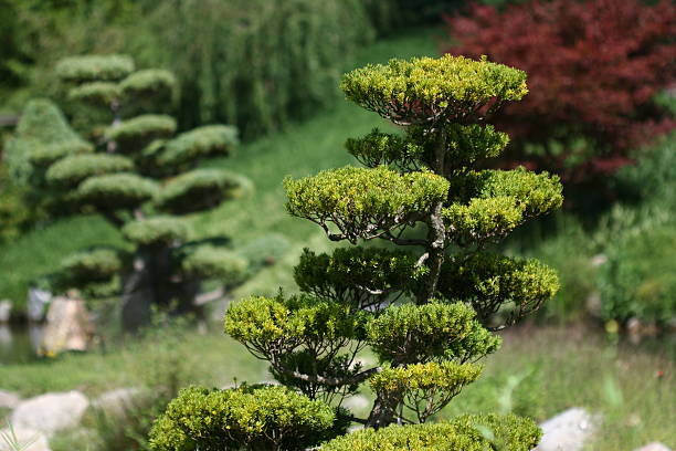 Detail of some tree in a Japanese garden stock photo