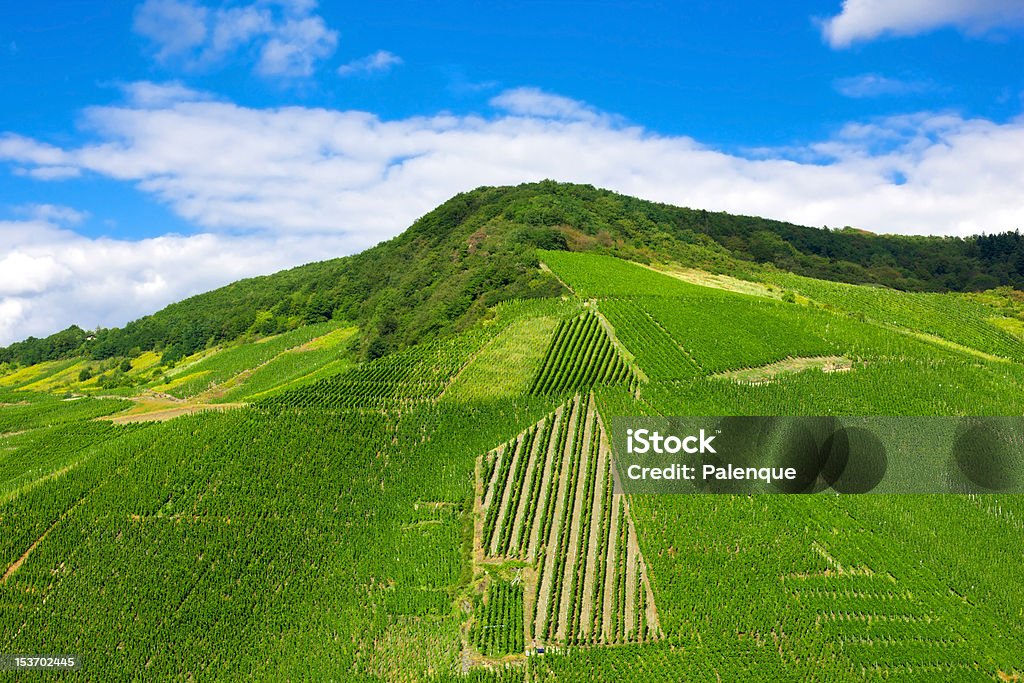 Vineyard Vineyard in Pfalz, Germany Agriculture Stock Photo