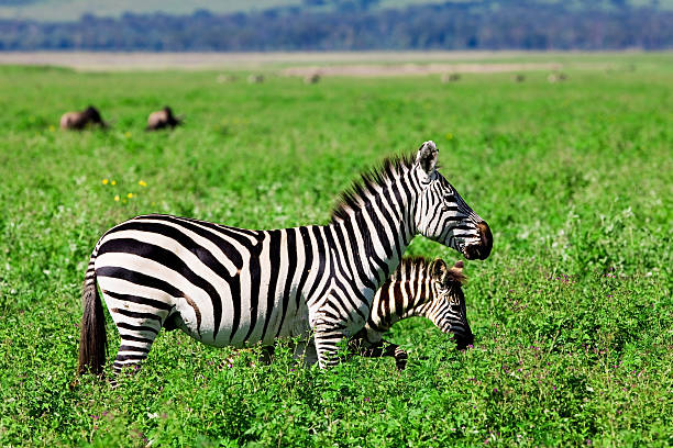 istock Zebras in the Ngorongoro Crater 153702475