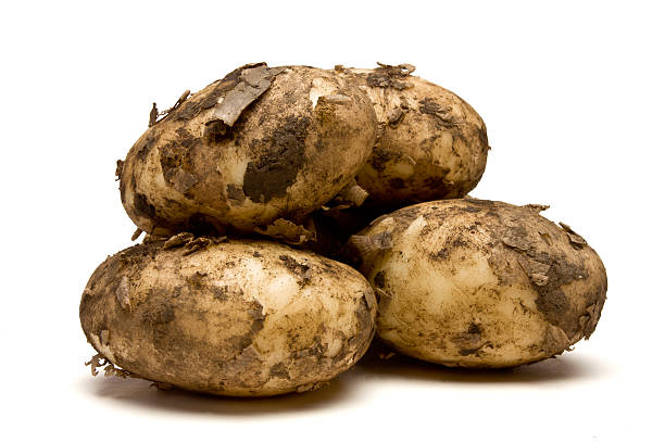 링컨 새로운 감자 - new potato raw potato freshness organic 뉴스 사진 이미지
