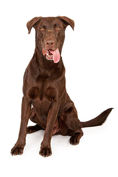 istock Chocolate Labrador Retriever With Tongue Out 153702626