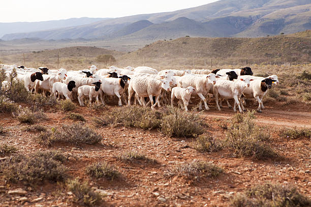 rebaño de oveja caminar por el camino de grava - the karoo fotografías e imágenes de stock