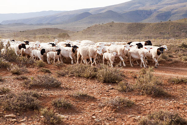 stado owiec chodzić dół żwir drogi - the karoo zdjęcia i obrazy z banku zdjęć