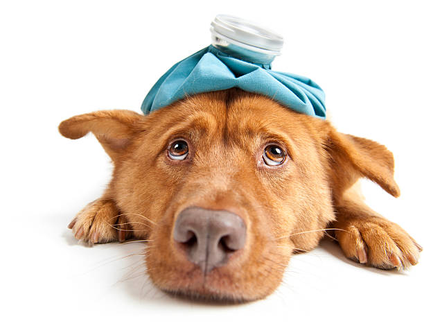 Brown dog with hot water bottle on head and sick expression stock photo