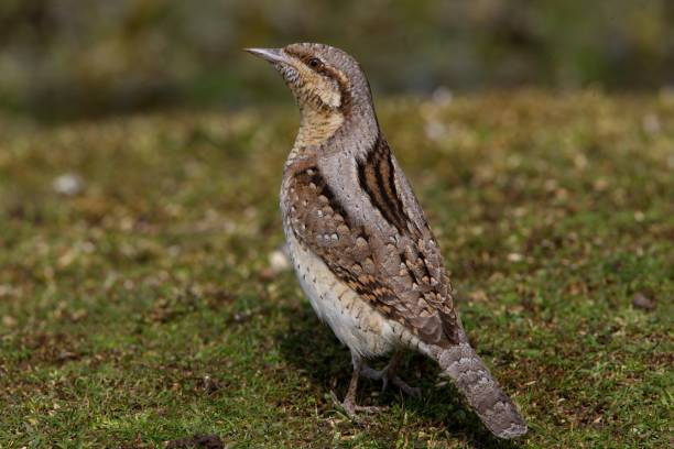 istock EURASIAN WRYNECK  (Jynx torquilla) 1537029213