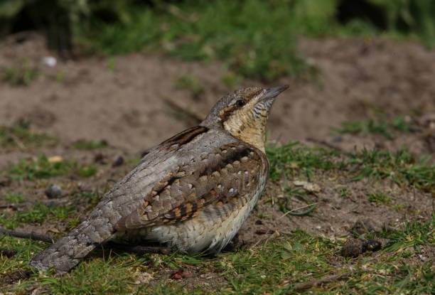 istock EURASIAN WRYNECK  (Jynx torquilla) 1537029214