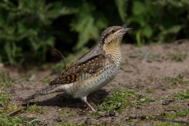 istock EURASIAN WRYNECK  (Jynx torquilla) 1537029215