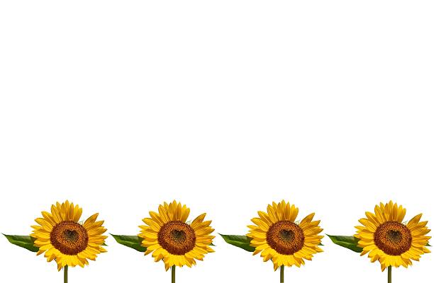 istock heart Sunflower border 153702922