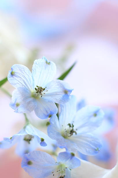 istock Close up of lovely Delphinium 153702986