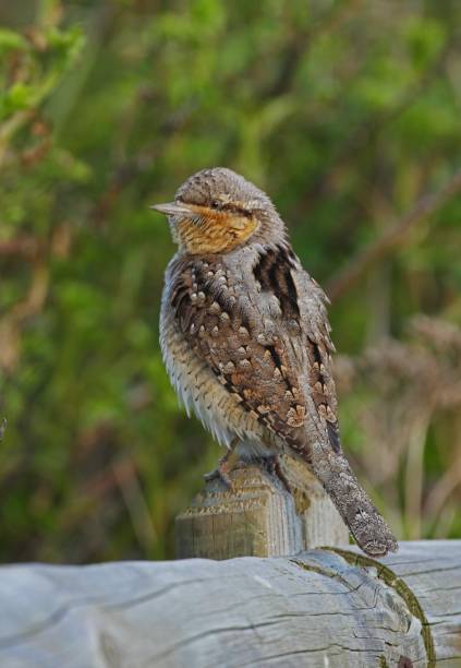 istock EURASIAN WRYNECK  (Jynx torquilla torquilla) 1537030776