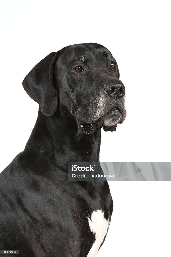 Cão de grande porte - Royalty-free Amizade Foto de stock