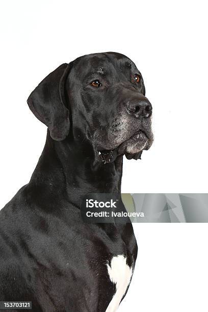 Cão De Grande Porte - Fotografias de stock e mais imagens de Amizade - Amizade, Animal, Animal Doméstico