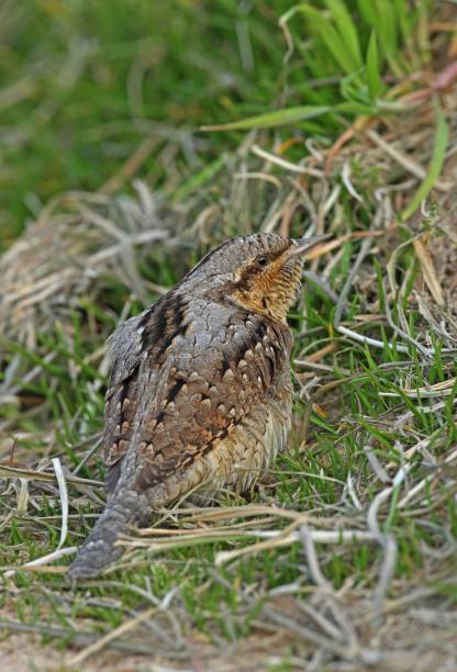 istock EURASIAN WRYNECK  (Jynx torquilla torquilla) 1537031295