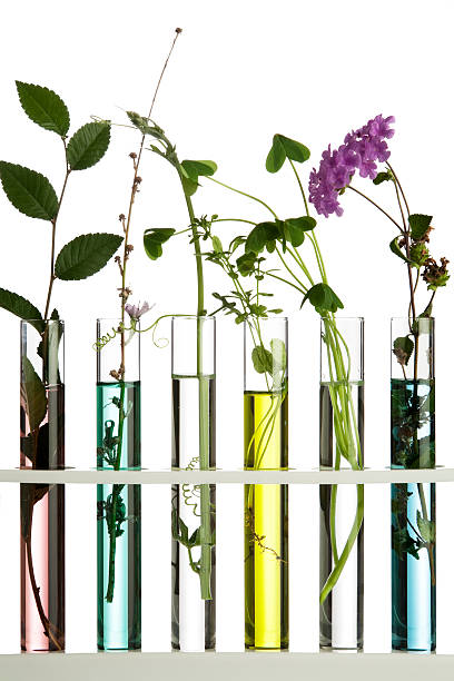 Flowers and plants in test tubes