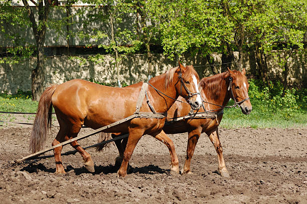 istock Ploughing the Field with Horses 153703477