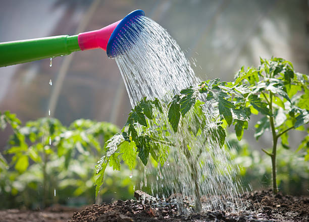 istock A newly grown tomato seedling being watered  153703705