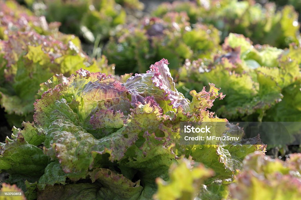 fresh lettuce field with green lettuce Agricultural Field Stock Photo
