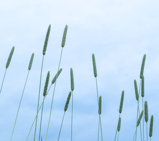 Timothy grass flower heads low angle view