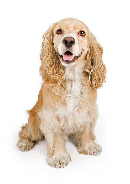 perro cocker spaniel aislado en blanco - cocker spaniel fotografías e imágenes de stock