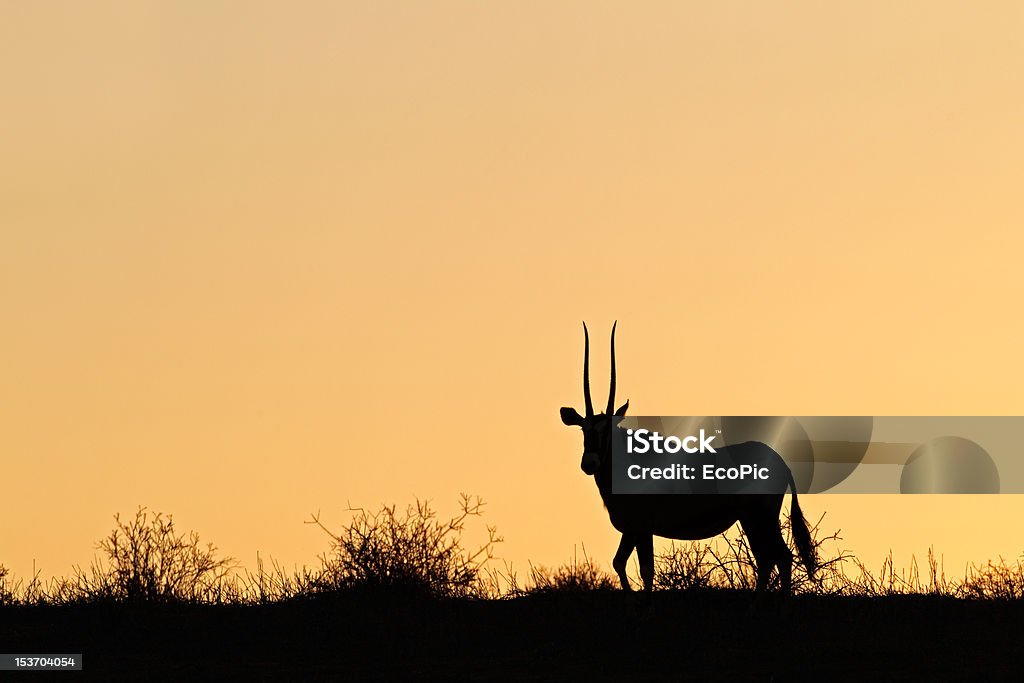 Gemsbok silueta - Foto de stock de Aire libre libre de derechos