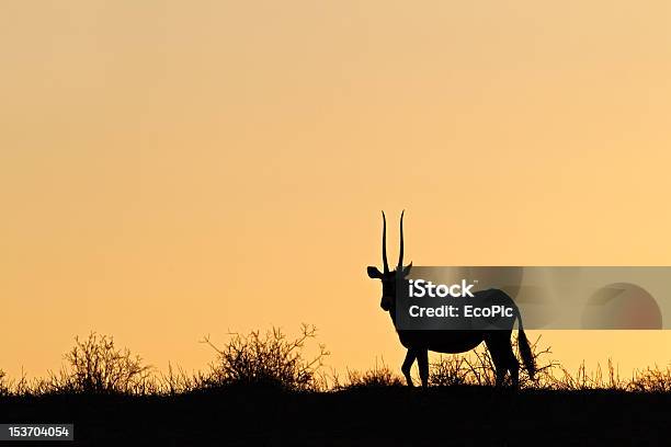 Foto de Órix Silhueta e mais fotos de stock de Animais de Safári - Animais de Safári, Animal, Animal selvagem