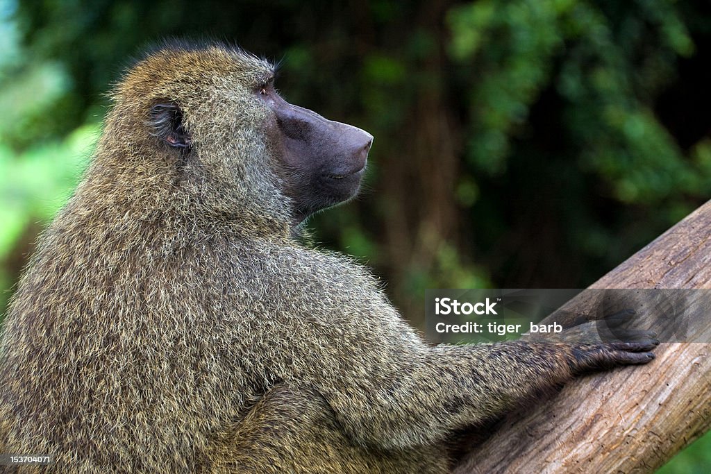 Close -up of african ヒヒに座るツリー - アヌビスヒヒのロイヤリティフリーストックフォト