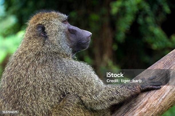 Close Up Of African ヒヒに座るツリー - アヌビスヒヒのストックフォトや画像を多数ご用意 - アヌビスヒヒ, アフリカ, クローズアップ