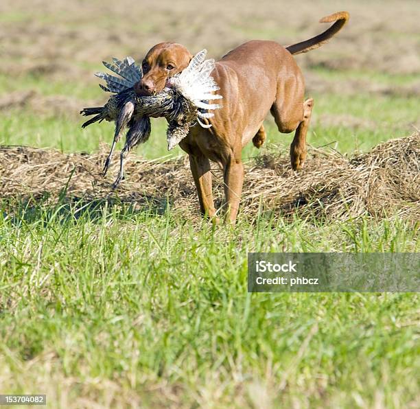 Hunting Dog Stock Photo - Download Image Now - Animal, Animals Hunting, Catching