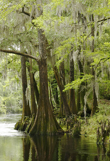 istock Bald Cypress Trees Along the River in Springtime 153704222