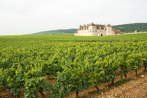 Vineyard Clos de Vougeot Chateau Bourgogne Burgundy France
