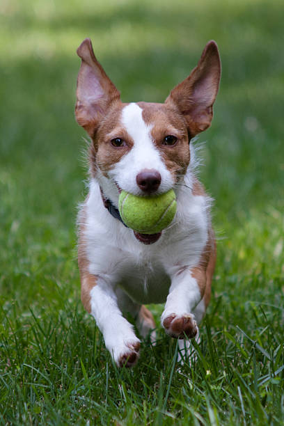 istock small mixed breed dog retrieving tennis ball 153704629