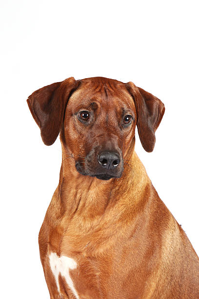 istock studio portrait of the young rhodesian ridgeback 153704729