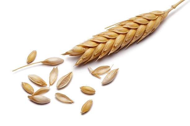 Wheat Wheat stems with seeds,on white background. wholegrain stock pictures, royalty-free photos & images