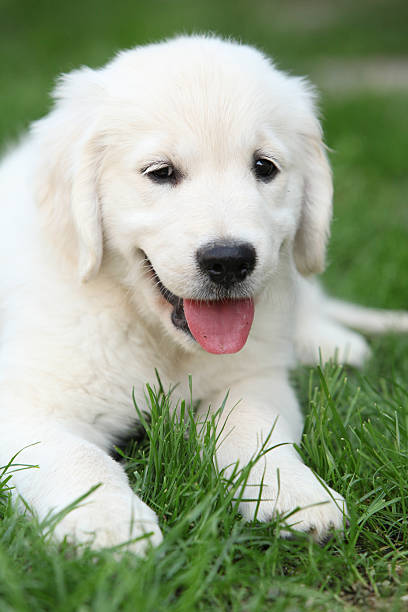 istock Golden retriever puppy 153704994
