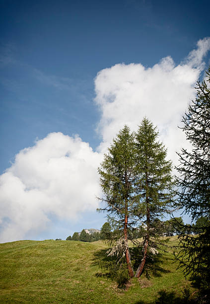 istock Swiss stone pine Pinus Cembra 153705017