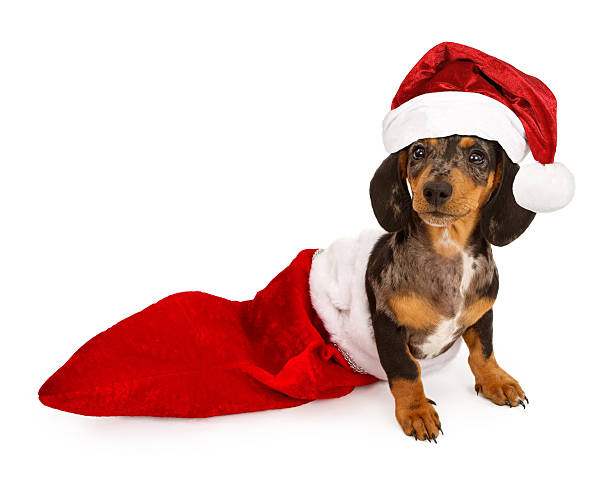 dackel welpen in einem weihnachtsstrumpf mit santa hut - christmas dachshund dog pets stock-fotos und bilder