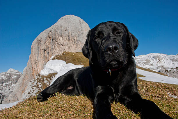istock Labrador retriever enjoying on sun 153705302
