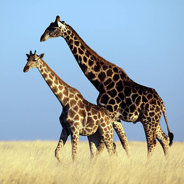 istock Giraffes walking across the savannah 153705383
