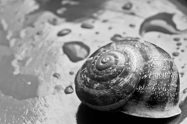snail shell closeup view in monochrome