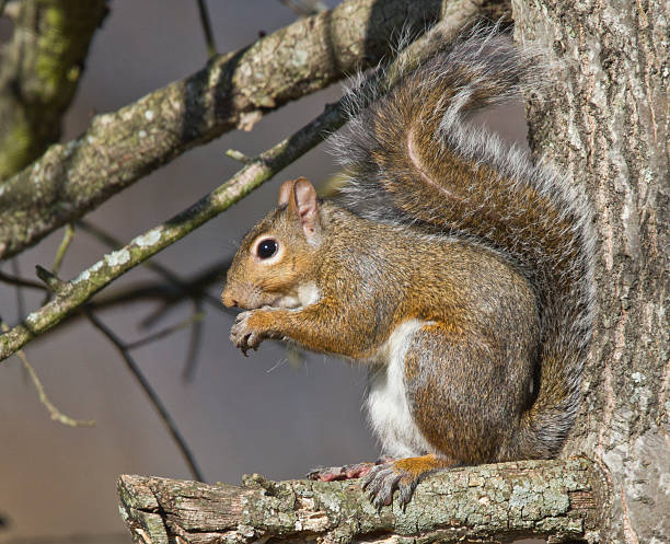 Squirrel In Tree stock photo