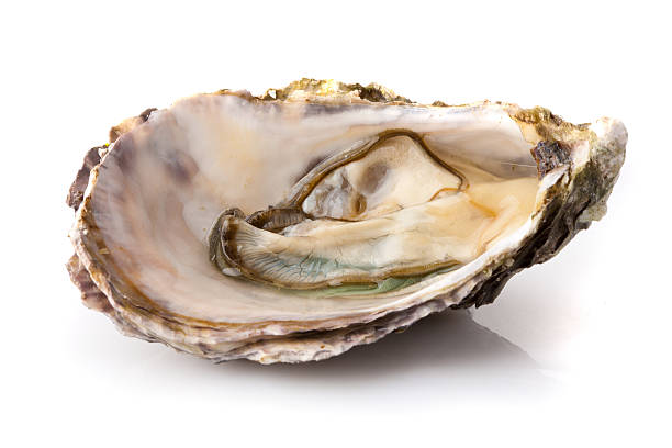 apertura di ostriche - pacific oyster foto e immagini stock
