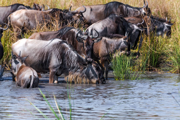 istock Thirsty Wildebeest antelopes at waterhole 1537061214
