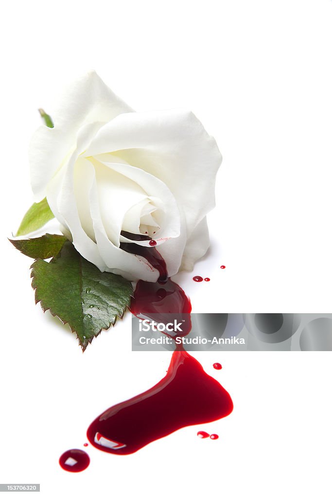 Bleeding White Rose Stock Photo - Download Image Now - Blood, Flower, Rose  - Flower - iStock