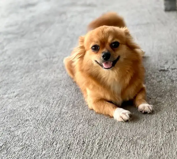 a photography of pomeranian dog sitting on the floor with his tongue out.