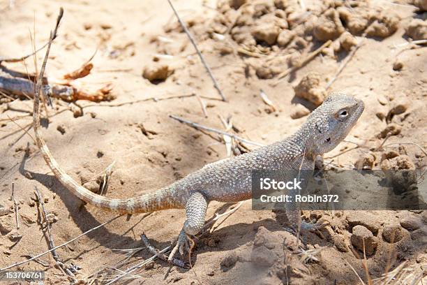 Desert Lizard Stock Photo - Download Image Now - Agility, Ancient, Animal