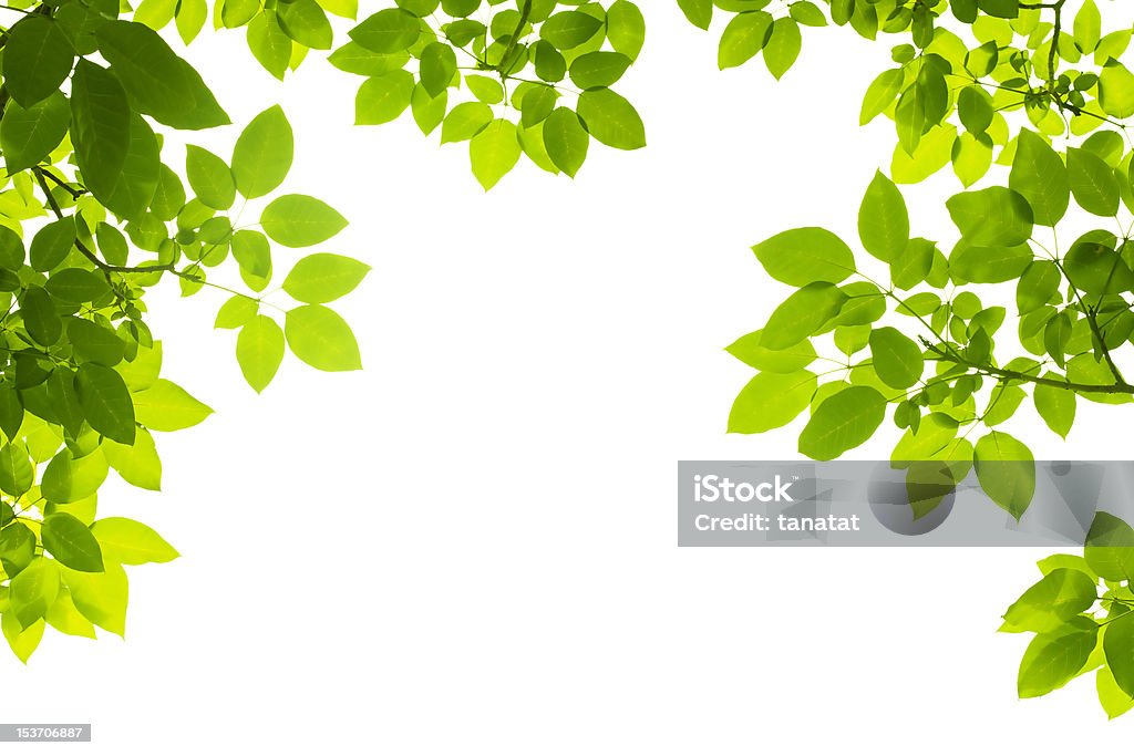 Três lados fronteira de folha Verde sobre fundo branco - Royalty-free Ao Ar Livre Foto de stock